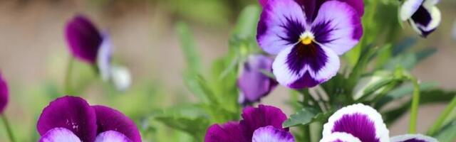 Proleće je pravo vreme za presađivanje ljubičica! Uz ove trikove cvetaće cele godine