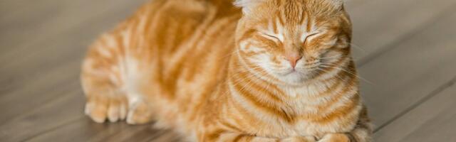 Loše stanje krzna mačke: Da li je vreme da promenite njenu hranu ili da posetite veterinara