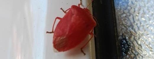 Otkud ovo u Srbiji? Roze smrdibuba digla mreže na noge: "Radioaktivna!", "Mutant!" - biolog otkriva istinu