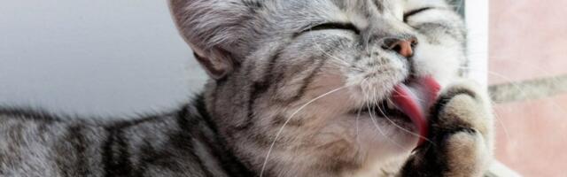 5 najvećih zabluda o mačkama: Istina će vas iznenaditi