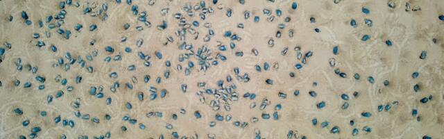 SENZACIJA U DUBINAMA AMAZONA Dronovi otkrili skriveni svet sa 40.000 neobičnih stvorenja