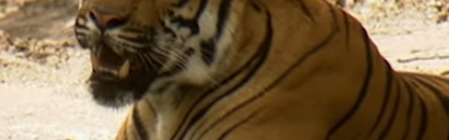 Bengalski tigar napao čoveka i bacio ga u jamu (VIDEO)