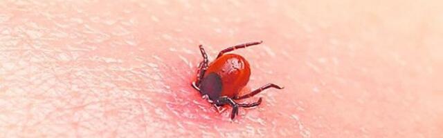 UPOZORENJE LEKARA! TEK SE OČEKUJU PROBLEMI ZBOG UJEDA KRPELJA! Ako ga primetite na koži, ovu stvar NIKAKO NE RADITE!