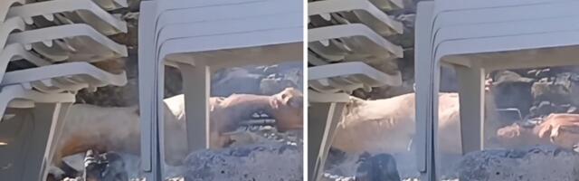 Pekli jagnje na plaži u Budvi (VIDEO)