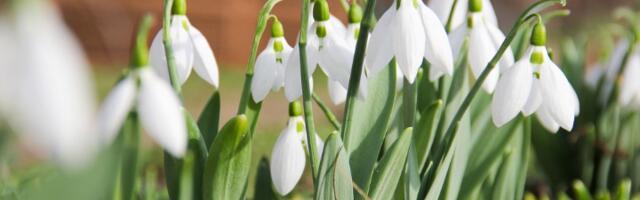 Cveće će bujati kao ludo! Piće koje Srbi obožavaju je spas za biljke (VIDEO)