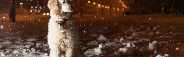 PAS je nepomično sedeo duže od 5 SATI NA MEĆAVI, tik uz prometni put: Kada su ga podigli, ispod njega su zatekli prizor koji SLAMA SRCE (FOTO)