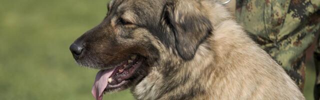 Ministarstvo odbrane: Izuzetni rezultati Centra za obuku pasa na državnom prvenstvu