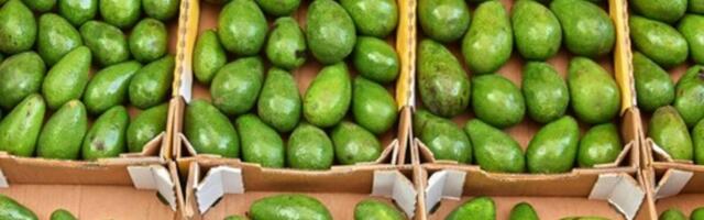 AKO ŽELITE DA VAM AVOKADO USPE KOD KUĆE, OVAKO GA POSADITE: Kad Srbi vide koliko vam je plod, poludeće od ljubomore