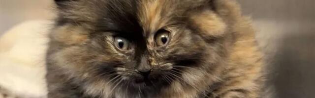 Naduveno mače iz azila ima nešto neviđeno ispod kože: "Ovo je najluđi slučaj do sada", tvrdi veterinar