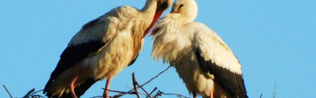 KRILATI SIMBOL VERNOSTI I RAĐANJA: Vratile se rode, stari stanari sa vrha školskog dimnjaka (FOTO)