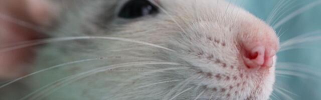 Prva detaljna „mirisna mapa“ otkriva kako nosevi prate mirise