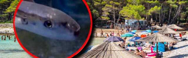 Riba-zec izujedala ženu u Pefkohoriju! "Zgrabila me u plićaku i ne pušta, ostavila mi rupu na zglobu" - Šok ispovest kupačice: Samo sam počela da se tresem