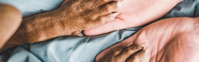 Šta bi se dogodilo sa psima kada bi ljudi nestali