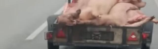 Neverovatan snimak kod Laćarka: Natovario leševe u prikolicu, pa ih voza "jugom", komentari na mrežama gore