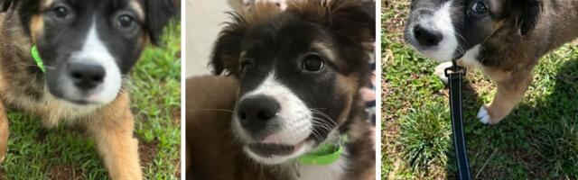 DNK test, čudni geni i džinovske duple kandže: Vlasnik šokiran štenetom koje je udomio iz azila