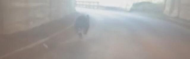 "E, ŠTA SAM DOŽIVEO, JURIM MEĐEĐA PO PUTU!" Medved snimljen kako trči kroz tunel na Tari (FOTO/VIDEO)