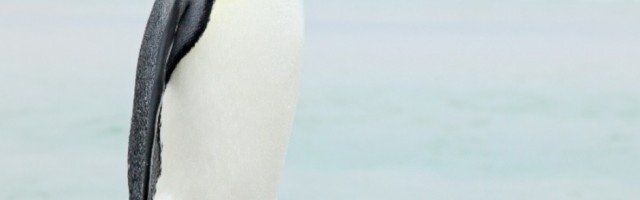 Policajci našli pticu kako "pozira" na ulici