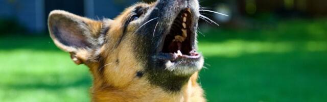 Kako se ponašati kada na vas krene RAZJARENI PAS? Samo izgovorite JEDNU reč, spasićete sebi život