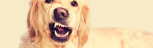 Ovi psi "čitaju" vaše emocije kao ljudi! Osete promene u ponašanju, a stvaraju i duboke veze: Evo koje rase mogu da vam bude zaista najbolji prijatelji!