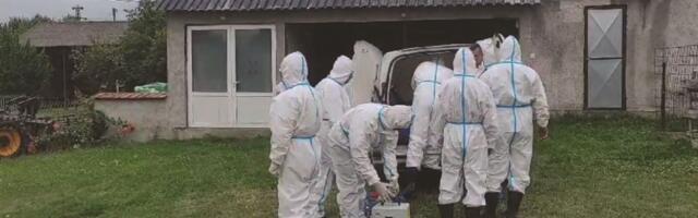 Apel građanima nakon pojave Afričke kuge svinja u Topoli: "Obratite se nadležnim veterinarskim stanicama"