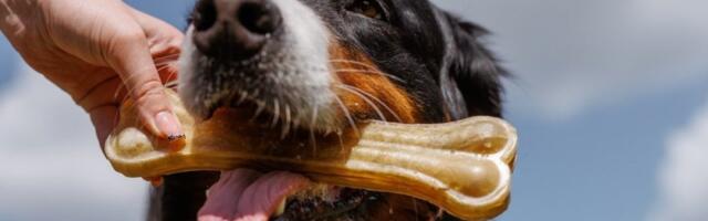 Razlog je pretužan: Evo zašto psi zakopavaju kosti - drevna navika koja tera suze na oči