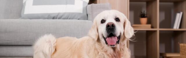 Koliko vaš pas ima ljudskih godina? Evo kako se pravilno računaju pseće godine, istina će vas iznenaditi