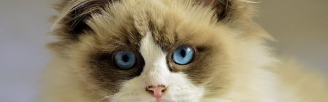 MACA UŽIVA! Vlasnica našla način da je usreći! (Video)