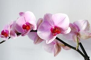 Орхидеја може бити под стресом - како је сачувати