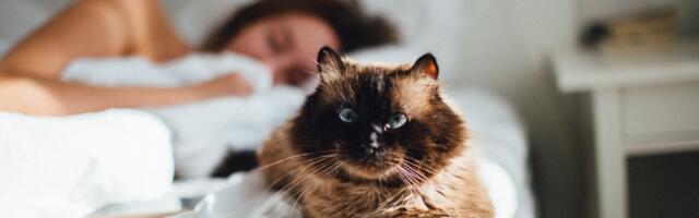 Zašto mačke vole da spavaju na nama