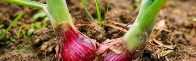 Mart je pravo vreme za sadnju luka: A uz jedan trik imaćete prinos iz snova