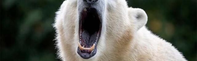 MEDVED NAPAO VOJNIKE: Rutinska vežba završena užasnim OKRŠAJEM (FOTO)