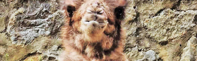 Беба двогрбе камиле - принова у Зоо-врту