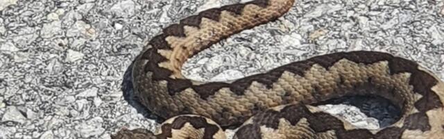 "Čuvari srpske tvrđave": Ne jedna, već 2 najopasnije otrovnice snimljene dok se baškare na suncu