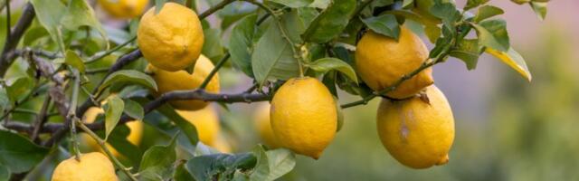 Odakle je stigao limun koji ovih dana kupujemo u Maksiju i zašto je drugačijeg izgleda i veličine