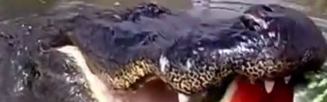 Džinovski aligator napokon uhvaćen, a ono što mu je nađeno u stomaku, ostaviće vas u šoku!