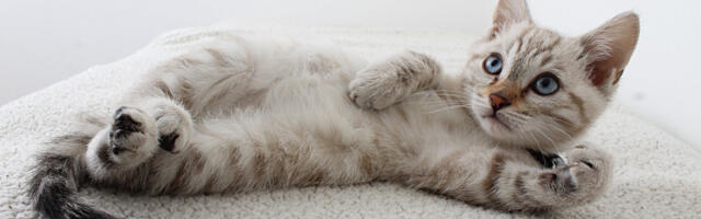 Mače “sabotiralo” kafić sa mačkama: Zatvoren do kraja godine zbog “incidenta” sa peškirom i lavaboom