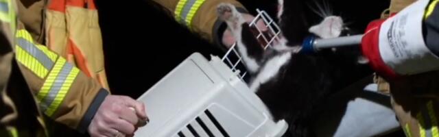 Мачка преживела пут од 70 километара сакривена у мотору аутомобила