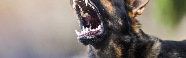 OVO NIKAD NISTE VIDELI: Pas krenuo da kidiše na automobil, a onda ga je POJEO! Vlasnik sve snimio