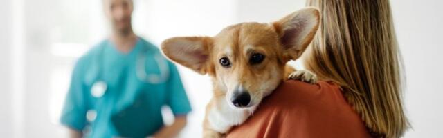 Ludilo među vlasnicima: Plaćeno bolovanje zbog bolesnog ljubimca - pravi članovi porodice