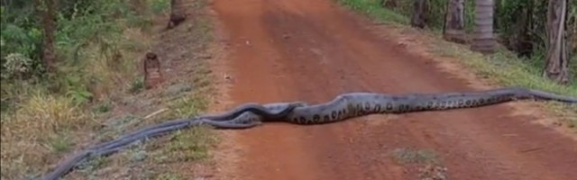 Anakonda u sezoni parenja: S pet mužjaka (VIDEO)