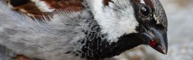 Evo zbog čega je vrabac simbol Beograda!