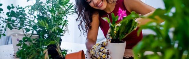 Presađivanje biljaka po lunarnom kalendaru: Naredna tri meseca!