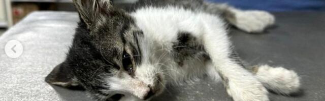 Uginula maca koju je dečak (6) zlostavljao i pregazio trotinetom