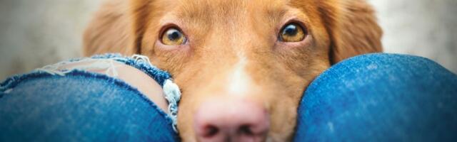 Pas vam stalno njuši međunožje? Veterinari objasnili zašto to RADI