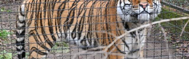 Izvršen vanredni inspekcijski nadzor Zoo vrta Palić: "Nije utvrđeno zanemarivanje životinja"