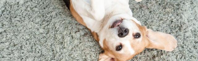Šta znači kad se pas prevrne na leđa sa šapama uvis? Grešite ako mislite da traži češkanje!