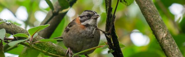 Evo šta znači ako svako jutro čujete ptice u blizini vaše kuće: Ako su izabrale baš vas - to nije slučajno