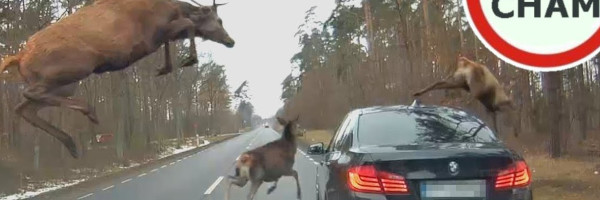 Trči jelen popolju ali trči i po putu