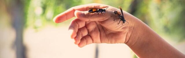 Niste znali? Pčele bodu pčele, dete dnevno pita 300 puta...