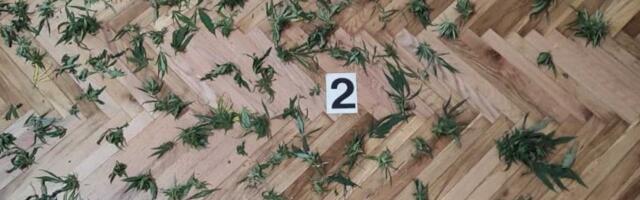 Diler sa Novog Beograda pao kao sveća! Stan i auto mu puni droge i prateće opreme